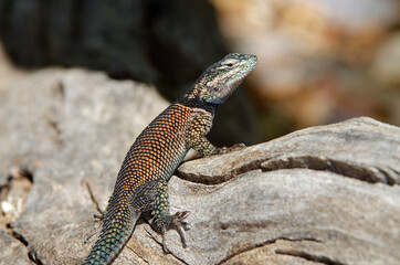 Yarrow's Spiny Lizard (Sceloporus jarrovii)