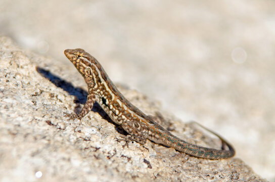 Common Side-blotched Lizard (Uta Stansburiana)