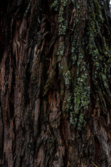 Corteza de un árbol