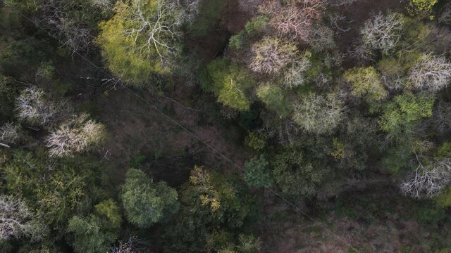 Top View Of Dense Foliage At The Coastline Of Playa Real (Bahia de Los Piratas) In Guanacaste, Costa Rica. aerial