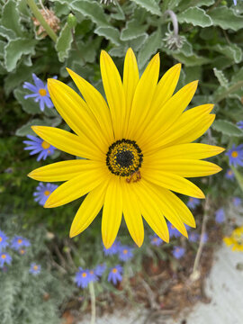 Closeup shot of a yellow venidium