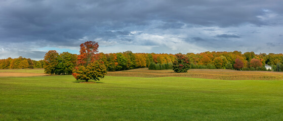Panoramic view of autumn trees in the meadow in Michigan countryside with dark cloudy sky