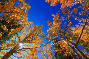 Tall colorful aspen trees reaching blue sky in autumn time