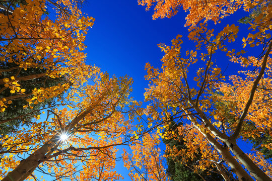 Tall Colorful Aspen Trees Reaching Blue Sky In Autumn Time