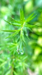 Water droplets on green leaves close up