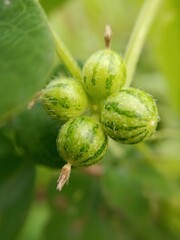 Zehneria Plant in indian jungle (Ibervillea Species, Balsam-Apple, Balsam Gourd, Globe Berry, Lindheimer's Globeberry, Snake Apple Ibervillea lindheimeri )