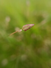 Beautiful macro Greater quaking-grass background selective focus on subject background blur