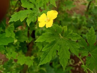 Bitter gourd vines have yellow flowers