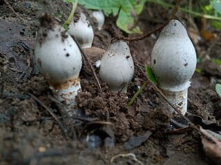 Edible mushroom in indian forest grow up