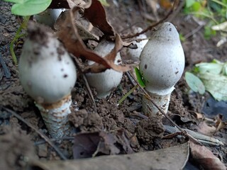 mushrooms in the forest Edible mushroom in indian forest grow up