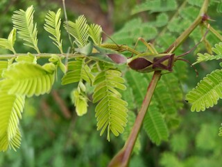 Green insects mate on leaves