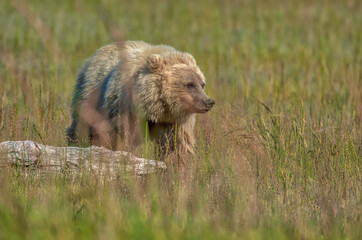 Fototapeta premium Alaskan Coastal Brown Bear