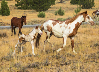 Fototapeta na wymiar Newborn with the wild horses in the Steens Mountains, Frenchglen, Oregon USA