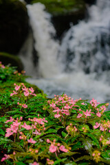 Fototapeta na wymiar Pink Orchid - rock - waterfall. Deep forest in Thailand. Habenaria