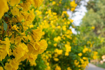 Tabebuia Aurea are blooming background. Beautiful yellow of Tabebuia Aurea. Paraguayan silver trumpet tree.
