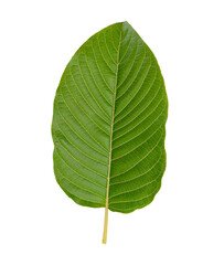 Obraz premium Kratom leaves.Mitragyna speciosa leaf isolated on white background with clipping path