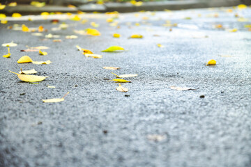 싱그러운 싱그러움 상쾌한 상쾌함 여름 비온뒤 비오는날 촉촉함 아스팔트 거리