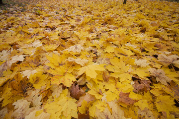 A carpet of autumn leaves in a city park. Close-up shot.