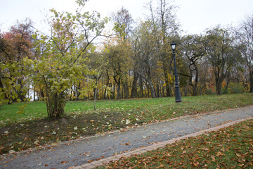 Autumn trees with yellow leaves in the city park. Autumn landscape.