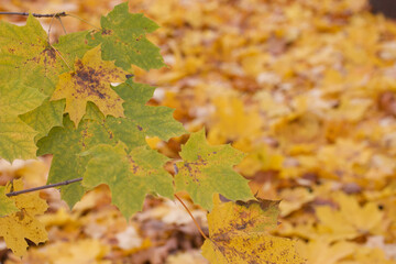 Autumn yellow maple leaves on the tree. The background is blurred. Close-up shot.