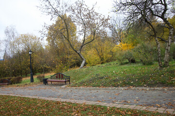 Autumn trees with yellow leaves in the city park. Autumn landscape.