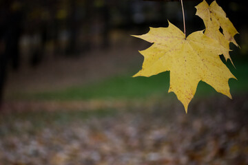 Autumn yellow maple leaves on the tree. The background is blurred. Close-up shot.