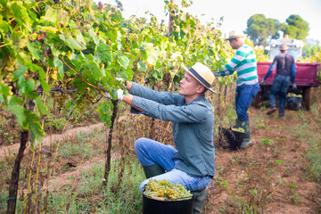 Portrait of focused farm worker picking ripe white grapes in vineyard in autumn day.