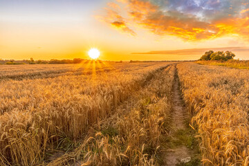 Fototapeta na wymiar Scenic view at beautiful summer sunset in a wheaten shiny field with golden wheat and sun rays, deep blue cloudy sky, road and rows leading far away, valley landscape