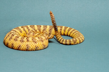 Tiger Rattlesnake Coiled, Hissing, and Rattling Dangerously