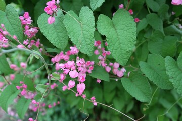 Pink Bush is a flowering plant of the family Polygonaceae, a pink clematis plant native to Mexico. Classified as a fast growing ivy plant The leaves are heart-shaped or triangular. Flower bouquet
