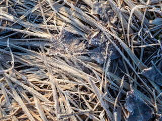 Close-up of dry grass in the spring field. Hay, background