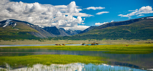 Horses, yaks, and pets grazing at summer pasture in Mongolia. Mongolian summer life.
