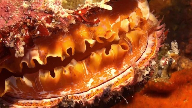 Orange Thorny Oyster (Spondylus varius) super close up shot