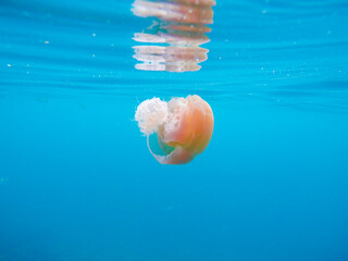 Jellyfish under water with blue sea.