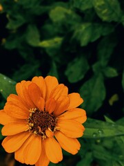 orange flower in the garden