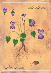 Fleur violette planche botanique