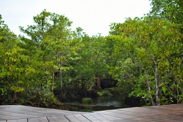 Wooden floor that is a walkway in Tha Pom Khlong Song Nam, This place is mangrove forests in Krabi...