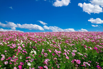 ひたち海浜公園　コキア　コスモス