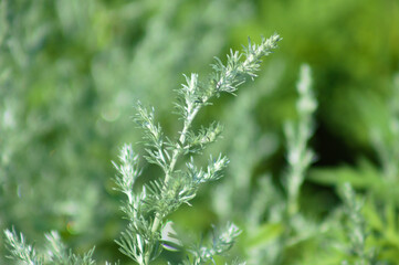 Prairie sagewort closeup view with blurred background