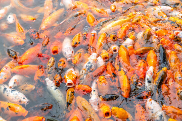 A group of koi in the pool