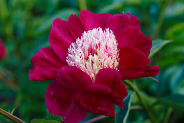 Flower Peony lactiflora Ursa Major close-up