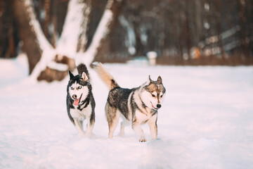Happy Siberian Husky Dogs Running Together Outdoor In Snowy Park At Sunny Winter Day. Smiling Dog. Active Dogs Play In Snow. Playful Pet Outdoors At Winter Season