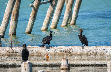 Two cormorants are pulling a stick. Two cormorants are playing on the dock.