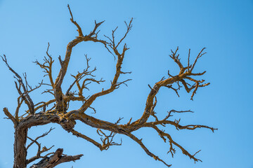 Autumn or winter tree branches without leaves against a clear blue sky.