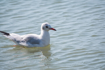 Seagull, The European herring gull, swims in the sea