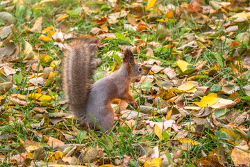 Autumn squirrel with nut on green grass with fallen yellow leaves