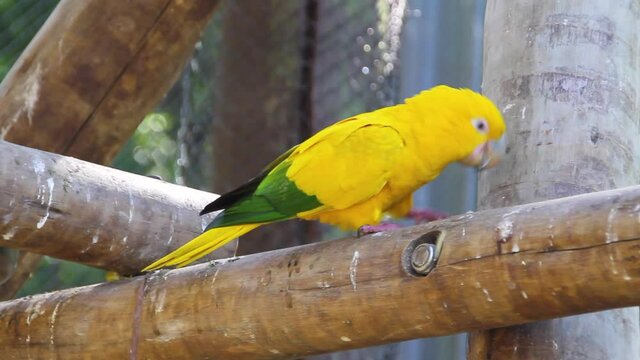 Outdoor parrot in a park in Rio de Janeiro, Brazil.