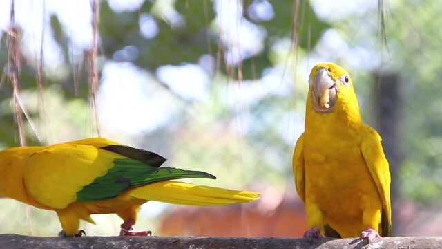 Outdoor parrot in a park in Rio de Janeiro, Brazil.