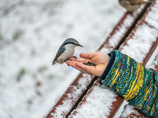 The Eurasian nuthatch sits on boy's hand