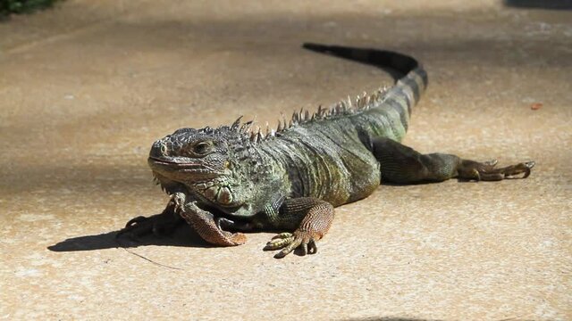 outdoor iguana in Rio de Janeiro Brazil.